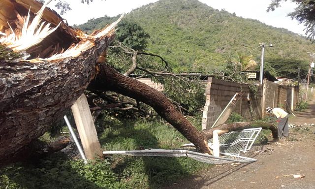 GUARICO - ARBOL CAIDO - LOS BAGRES 