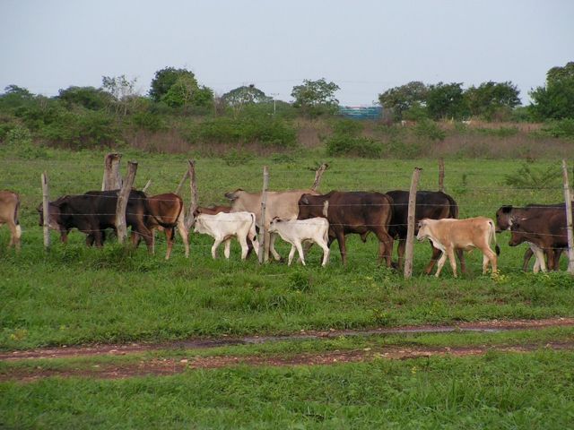 Guárico