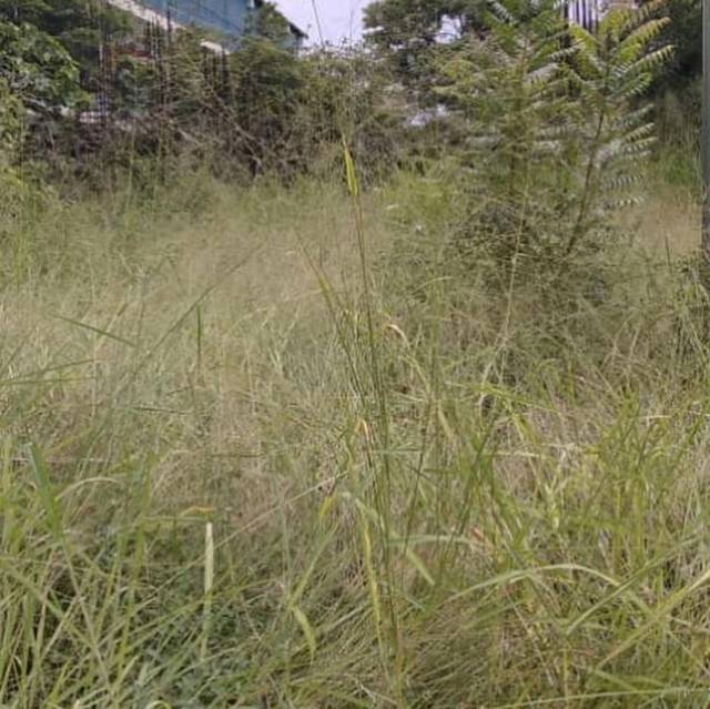 Pedagógico de Maracay