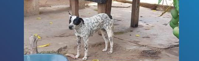 maltrato animal