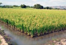 Productores piden condenas ejemplarizantes para detener criminalidad en el campo