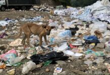 Habitantes de Roscio en riesgo por manejo inadecuado de desechos sólidos