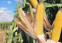 Productores de maíz alertan que miles de hectáreas están en riesgo por sequía en Guárico